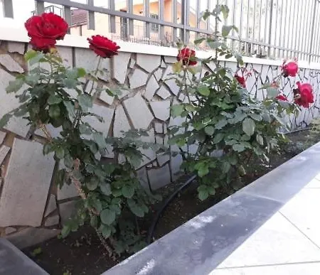 Apartment Da Isinoe *